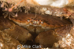 Edible Crab
Nikon D70 WITH 60MM LENS,2 x strobes by Mike Clark 